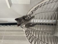 Eğitimli Tuvalet Alışkanlığı Olan British Shorthair