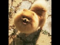 Çok güzel dişi 1 yaşında pomeranian
