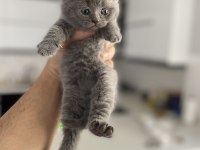 British shorthair ve longhair kediler