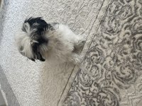 3,5 aylık shih tzu yavru dişi