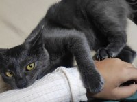 5.5 aylık russian blue