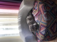 Scottish Fold Luna Kızımıza Yuva Arıyoruz