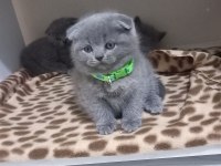 British Shorthair Yavru Kedimiz