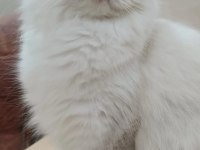 Golden british longhair bluepoint AY2233