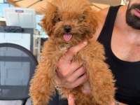 Kore erkek poodle mini