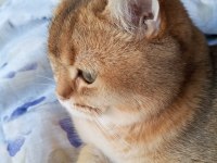 Golden British Shorthair Kedisi