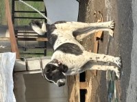 Siyah beyaz anadolu çoban köpeği