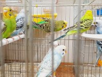 Yavru ve yetişkin muhabbet kuşu