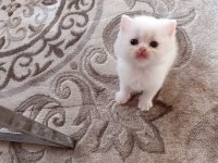 Kedimiz izmir içi elden teslim edilir