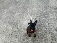 Belçika Malinois Bebekler