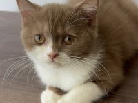 British Shorthair Yavrumuz