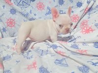 Ankara Exotic french bulldog