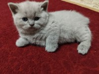 A KALİTE BRİTİSH SHORTHAİR YAVRU