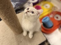 British Shorthair İki Aylık