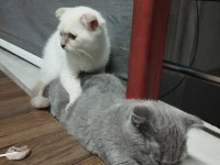 Kedimiz yeni doğum yaptı beyaz olanı vereceğim