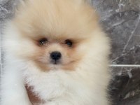 Tea cup pomerian