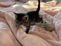 1 aylık tatlı Lili tekir kedimiz