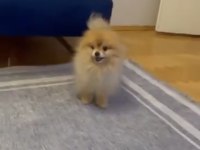 Erkek Eğitimli Pomeranian Boo