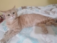 Yetişkin british shorthair
