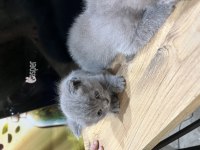 Bir erkek ve bir dişi scottish fold yavrularımız