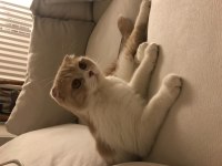 Pamuk kızımıza yuva arıyoruz scottish fold