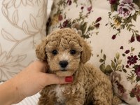 MİNİ BOY MALTİPOO OĞLUMUZ