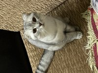 Scottish Fold