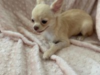 gülen surat chihuahua (şivava) kızımız