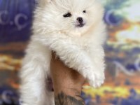 Pomeranian bebekler hazır