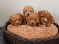 MALTİPOO YAVRU