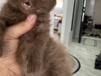 Çikolata bebek kediler
