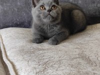 British shorthair 3 aylık yavru kedimiz