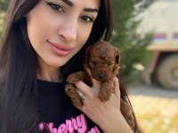 Toy Poodle Üst Kalite Safkan Yavrularım