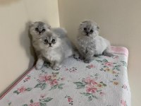 Sevimli scottish fold yavrular