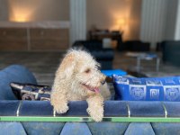 6 Aylık Maltipoo Ücretsiz Sahiplendirilecektir