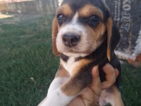 2 adet dişi beagle
