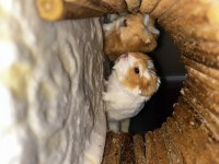 Ginepig bebekleri yuvasını bekliyor