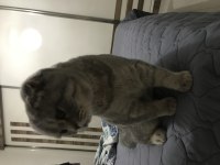 Bursa Scottish Fold