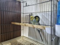 Yetişkin rainbow muhabbet kuşu