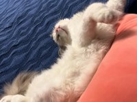 Çiftleştirme safkan dişi ragdoll