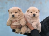 Kaliteli Çin Aslanı Chow Chow Yavrular