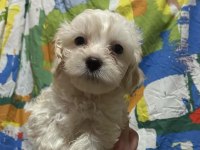 yavru maltese terrier