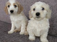 Bu bambaşka maltipoo