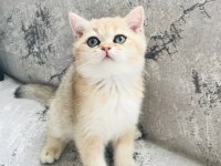 Dünyaca Ünlü Şecere Sahibi British Shorthair Yavrularımız