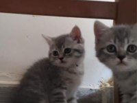 BRİTİSH SHORTHAİR SCOTTİSH FOLD YAVRULAR