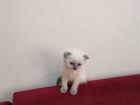 Scottish fold kediler yeni ailelerini bekliyorlar