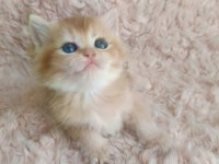 Golden british shorthair kızlar serisi