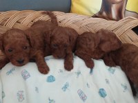 Toy Poodle Erkek