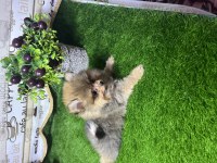 Pomeranian boo 70 günlük
