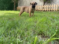 Presa canario tatlı bebek Lili aile arıyor